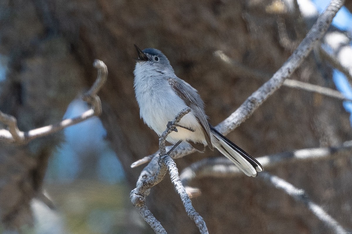 Blue-gray Gnatcatcher - ML620272967