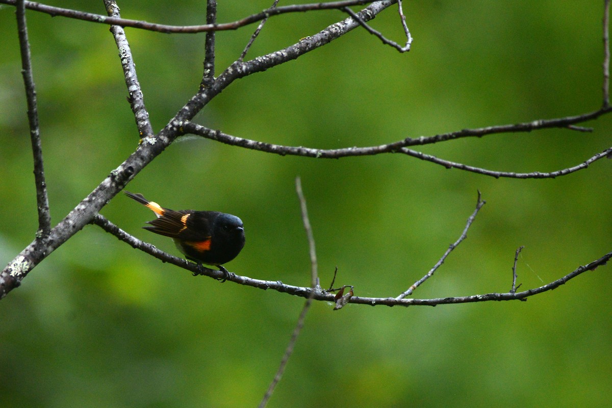 American Redstart - ML620272968