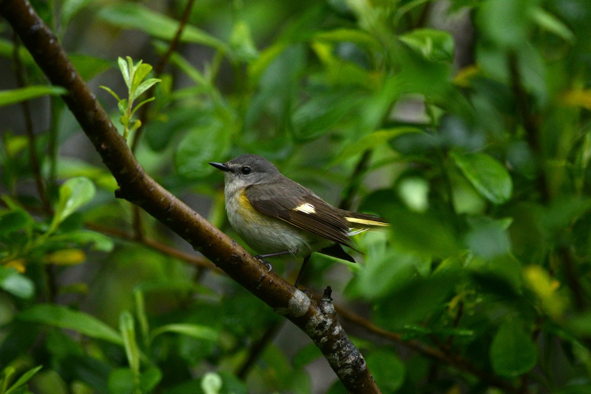 Rotschwanz-Waldsänger - ML620272970