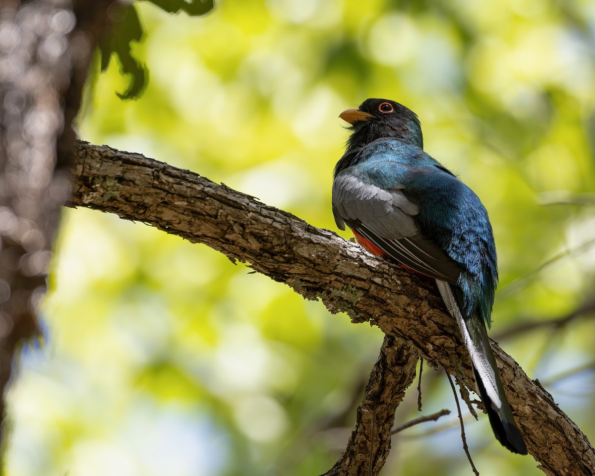 trogon krásný - ML620272971