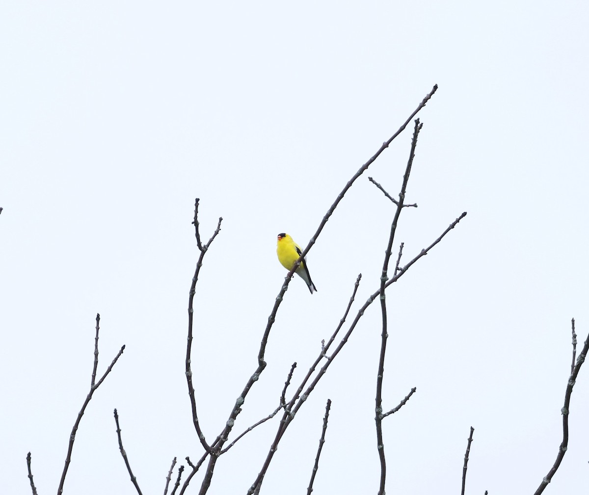 American Goldfinch - ML620272976