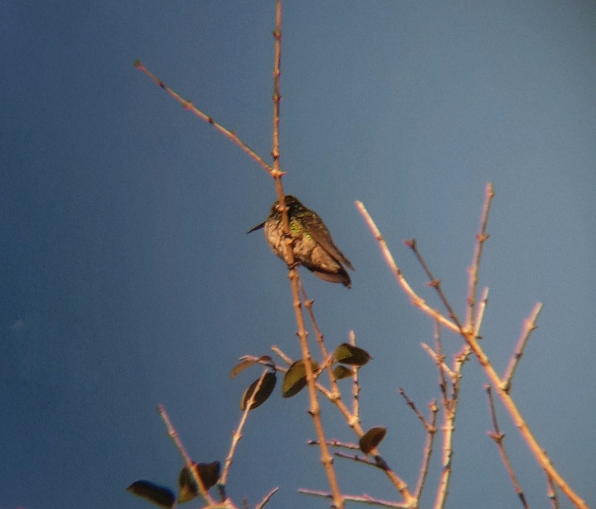 kolibřík lesklobřichý - ML620272993