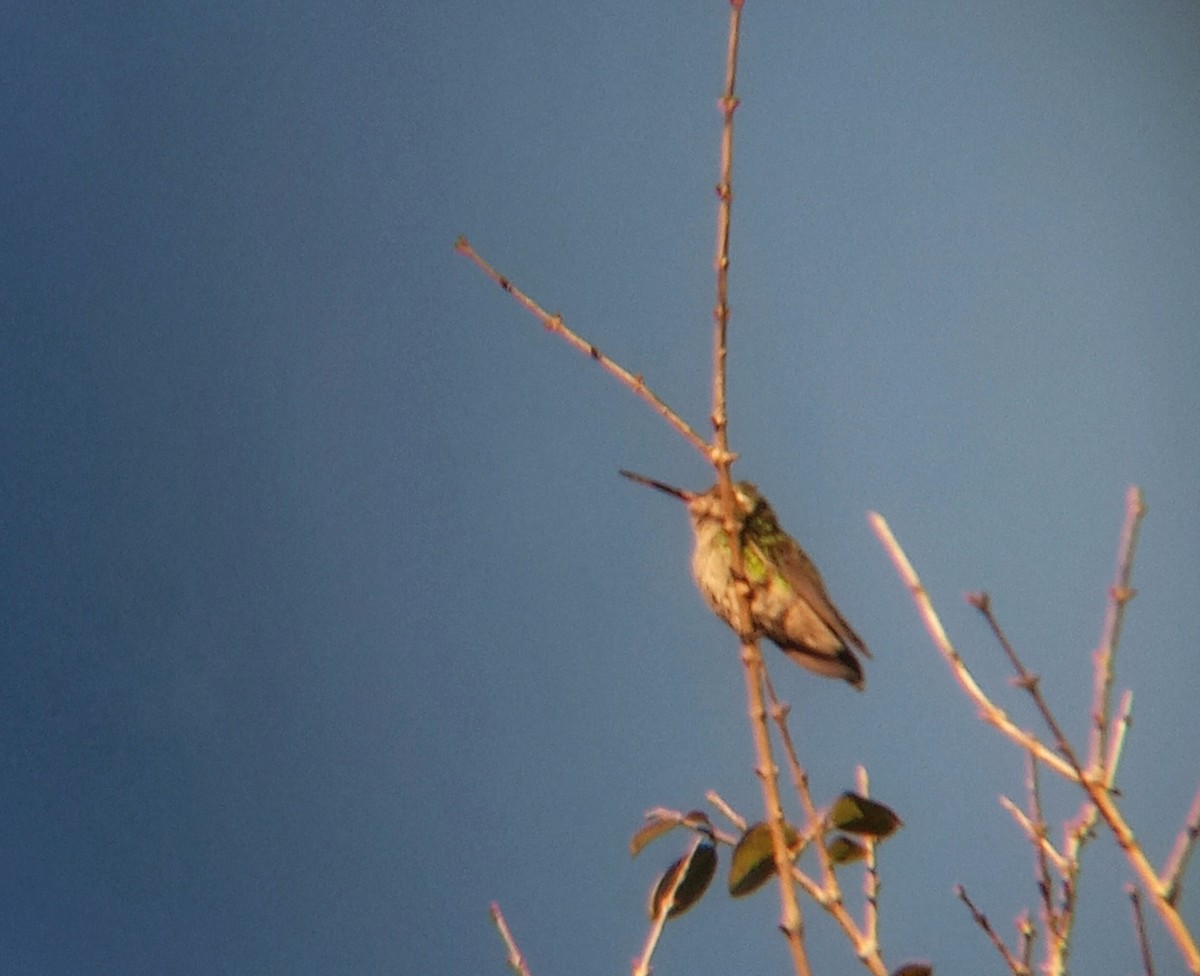 kolibřík lesklobřichý - ML620272994
