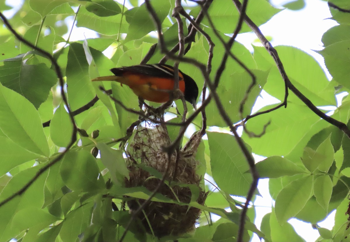 Baltimore Oriole - ML620272996