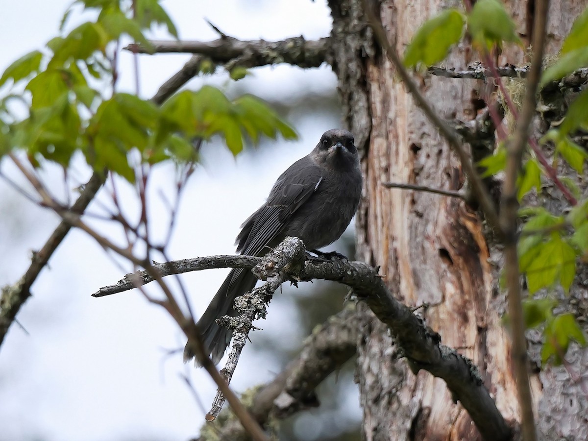 Canada Jay - ML620273000