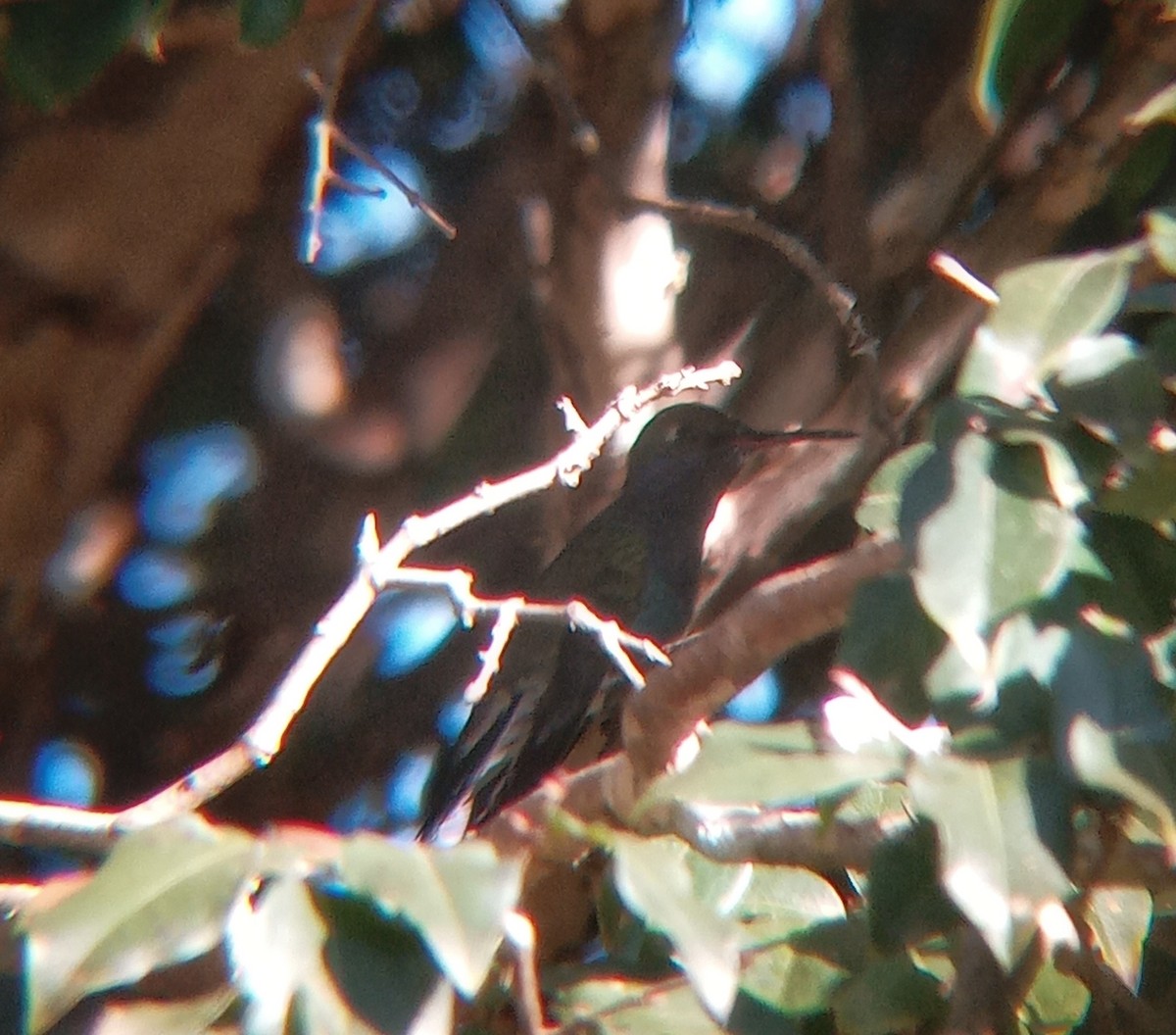 kolibřík safírový - ML620273002