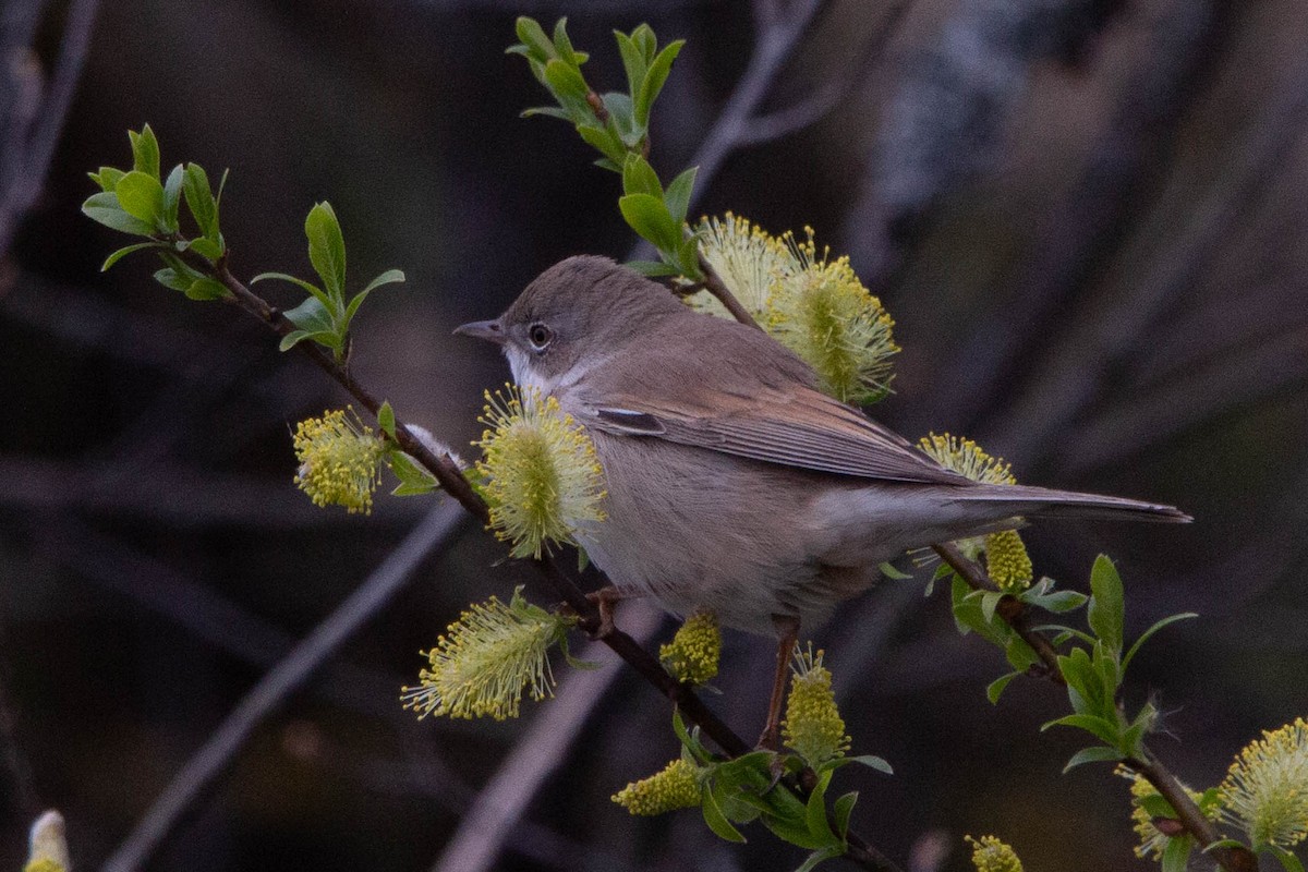 Greater Whitethroat - ML620273005