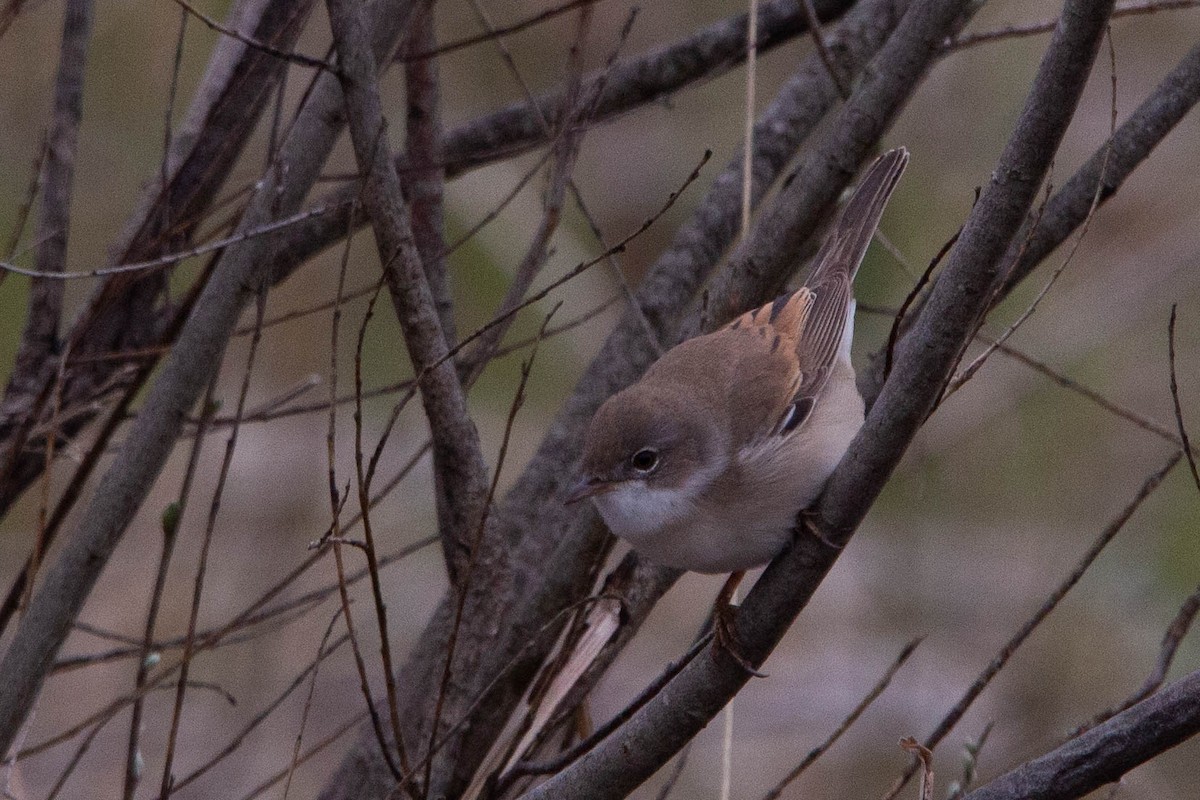 Greater Whitethroat - ML620273007