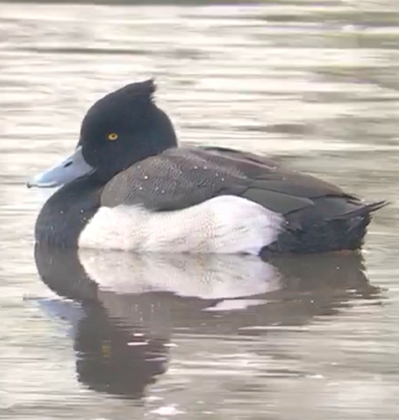 Tufted Duck x scaup sp. (hybrid) - ML620273011