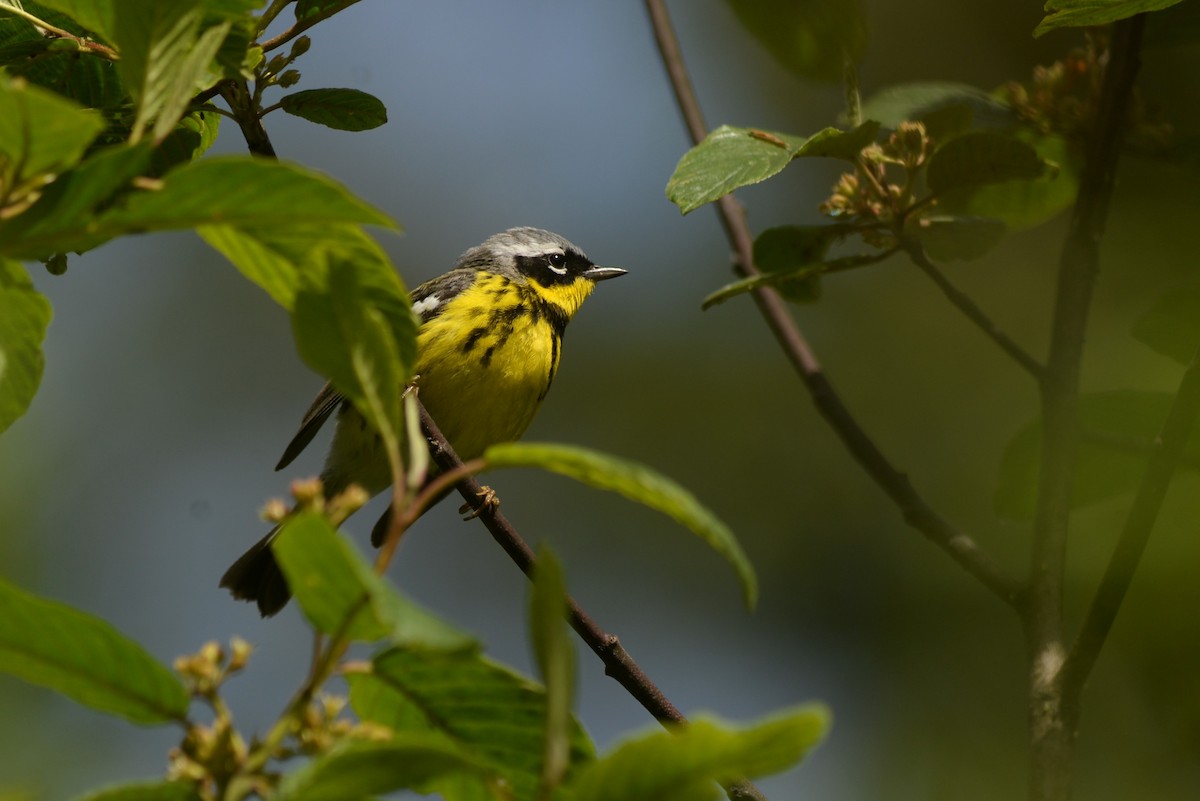 Magnolia Warbler - ML620273032