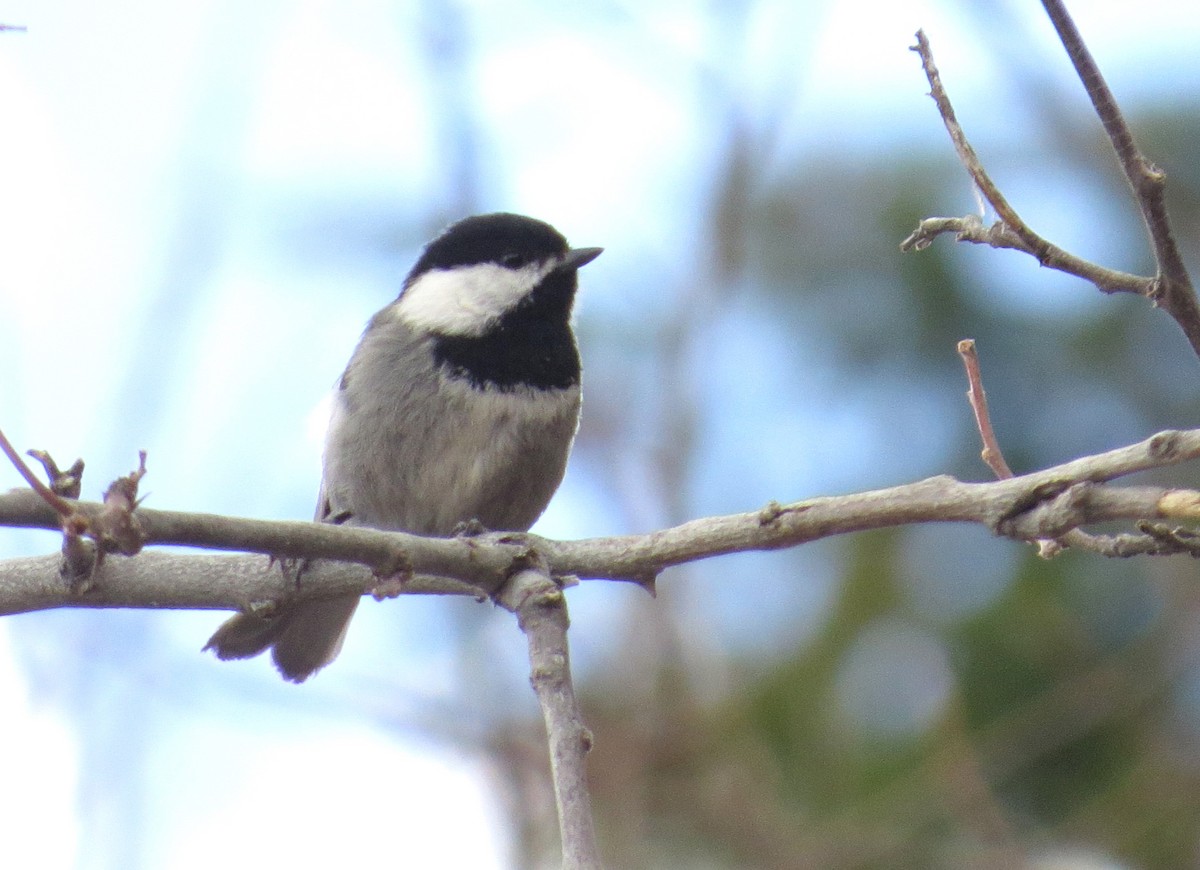 Mexican Chickadee - ML620273034