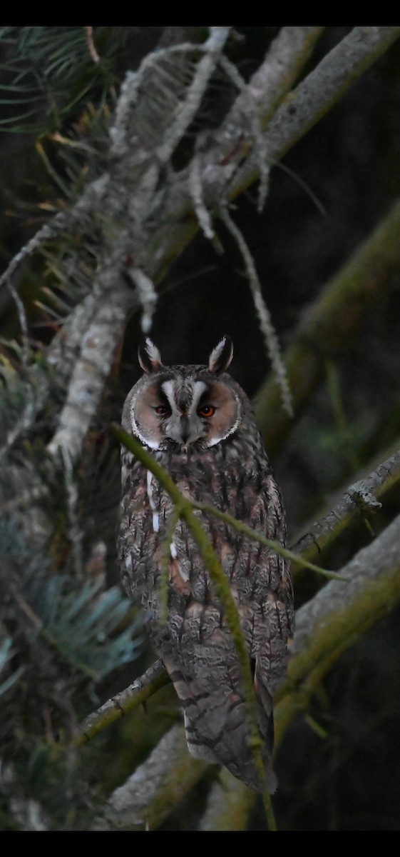 Long-eared Owl - ML620273039