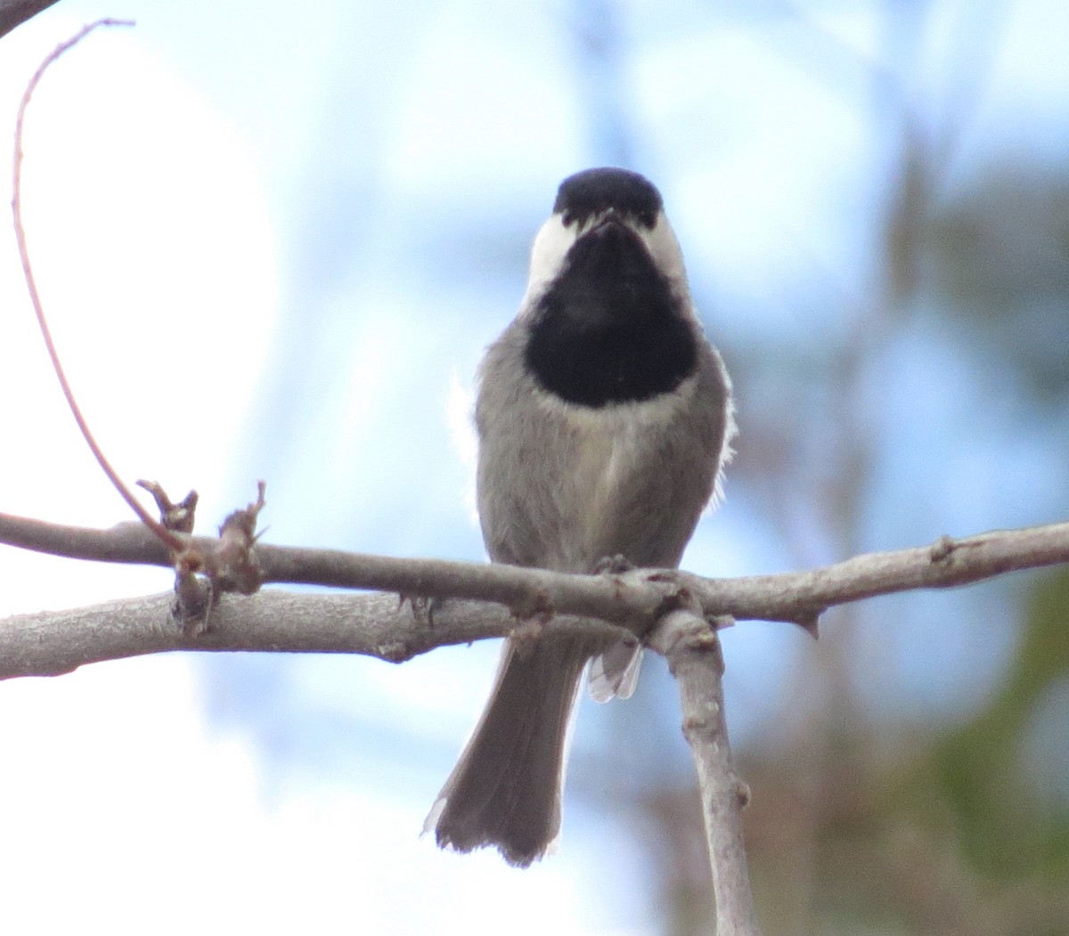 Mexican Chickadee - ML620273040