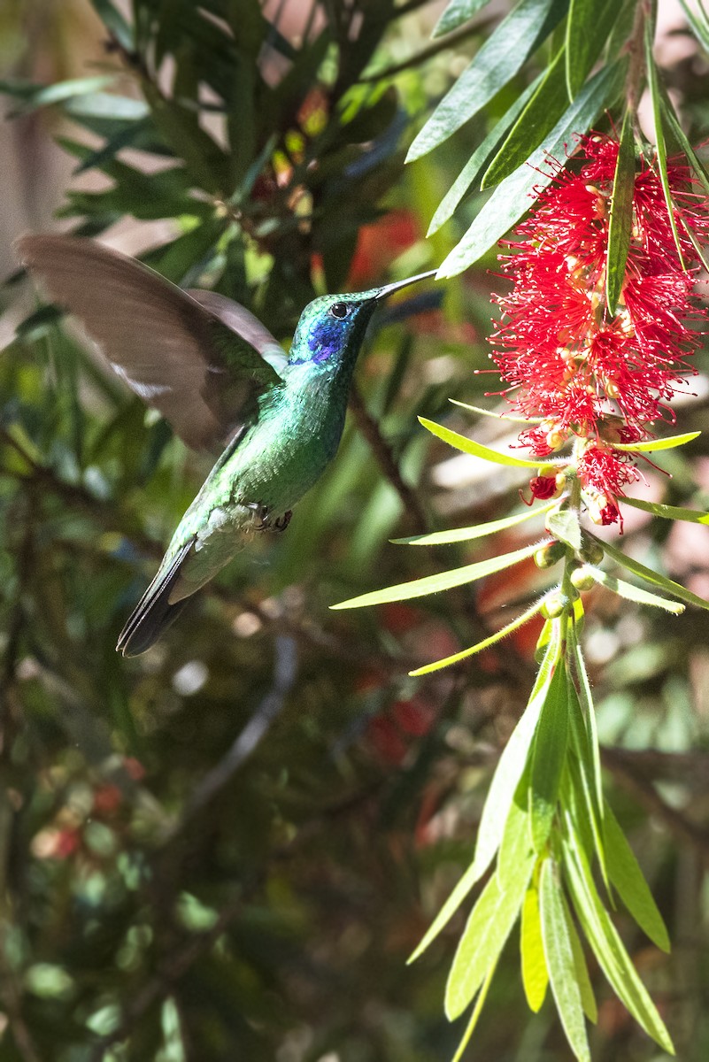 kolibřík modrouchý - ML620273041