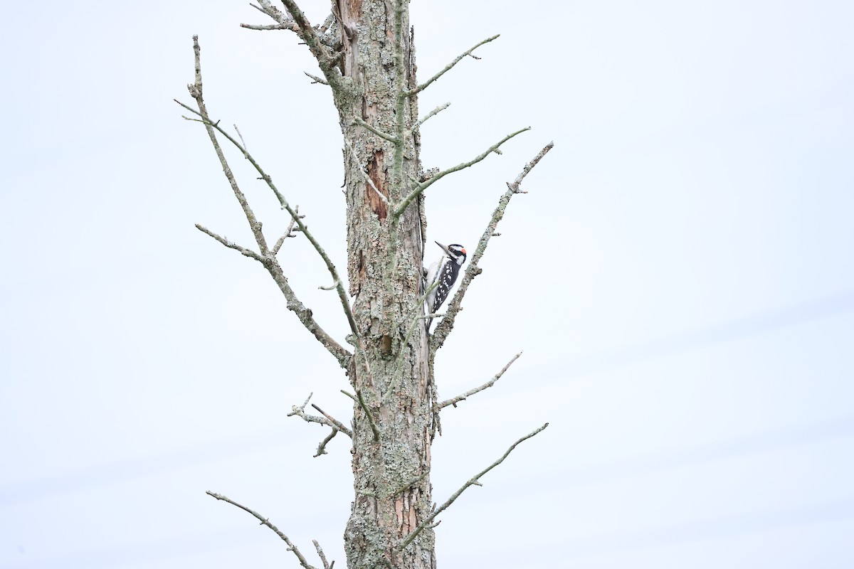 Hairy Woodpecker - ML620273042