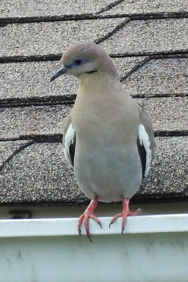 White-winged Dove - ML620273052