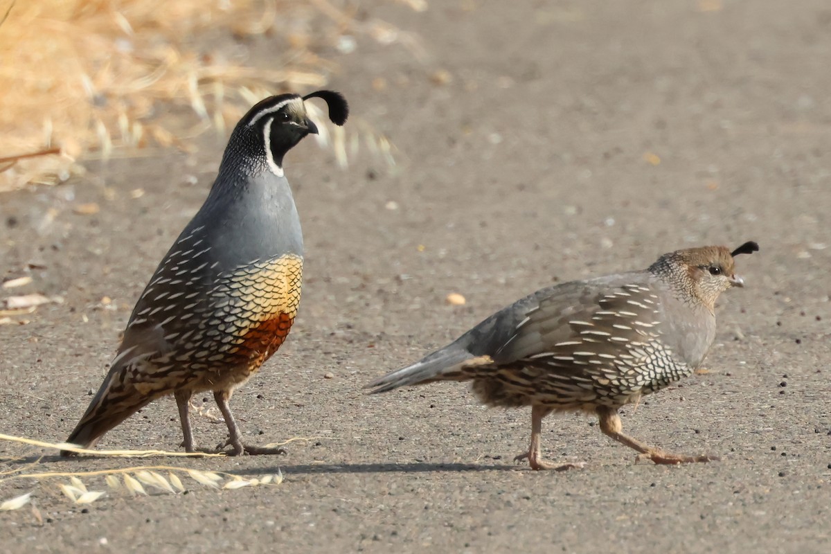 California Quail - ML620273053