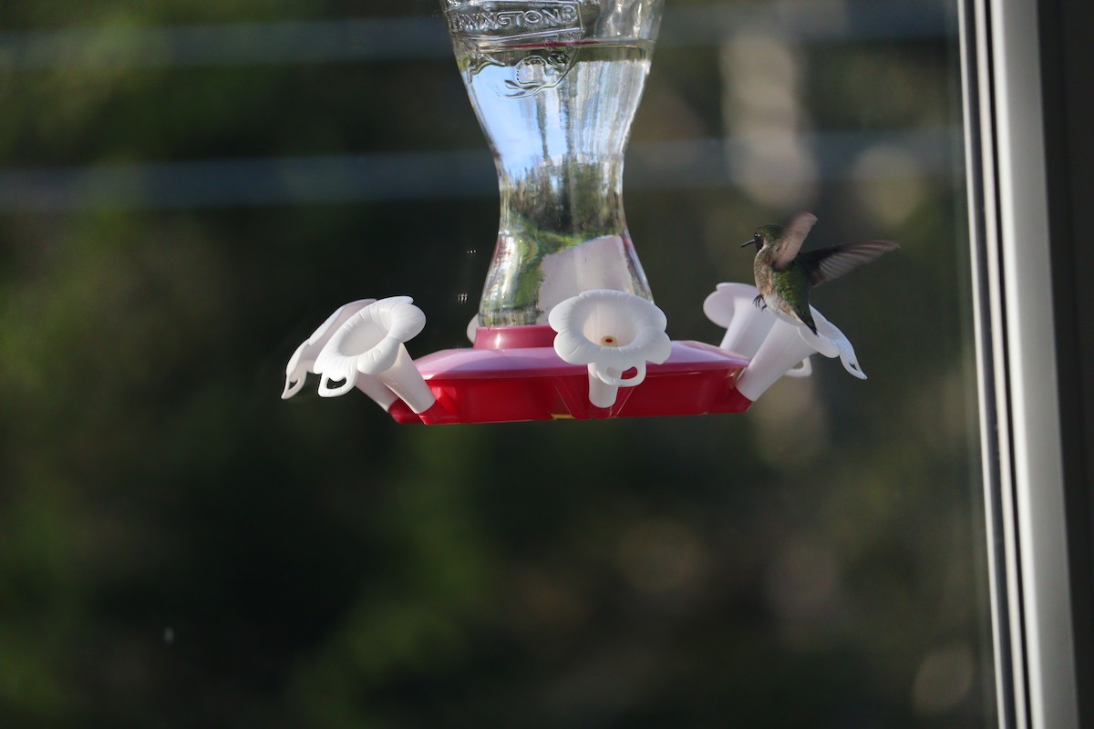 Ruby-throated Hummingbird - ML620273063