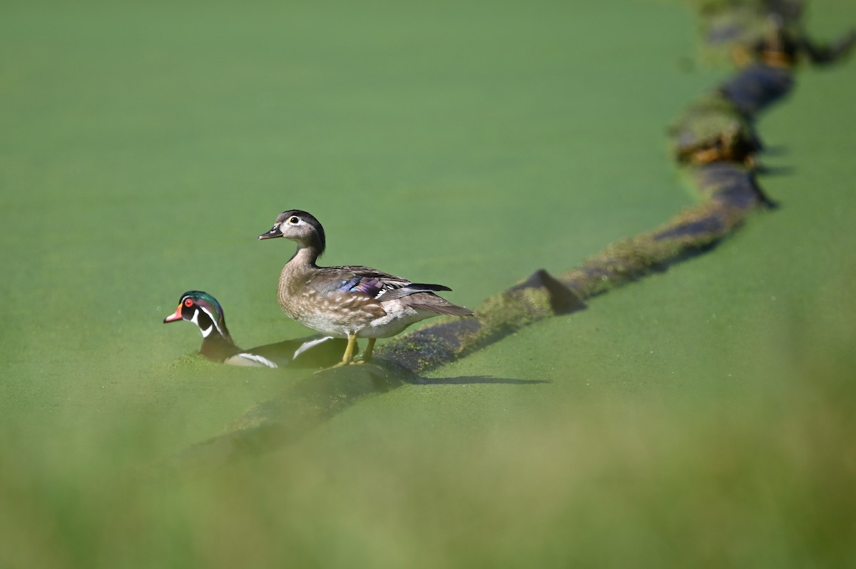 Wood Duck - ML620273065