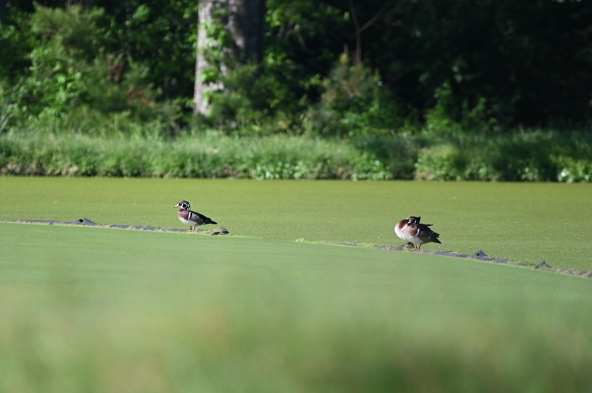 Wood Duck - ML620273066