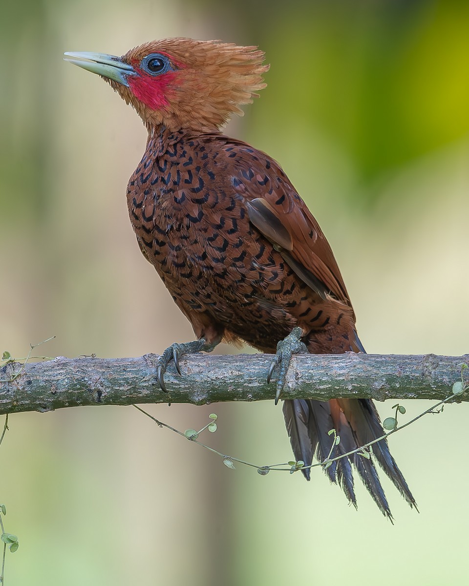 Chestnut-colored Woodpecker - ML620273068
