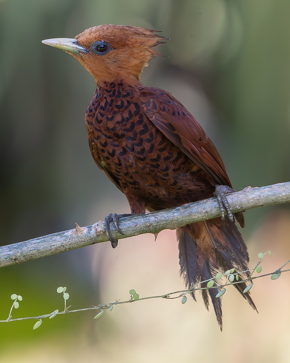 Chestnut-colored Woodpecker - ML620273069