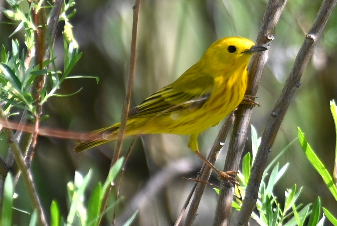 Yellow Warbler - ML620273079