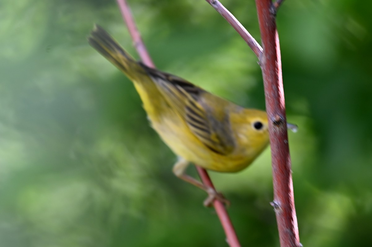 Yellow Warbler - Joe Cochran