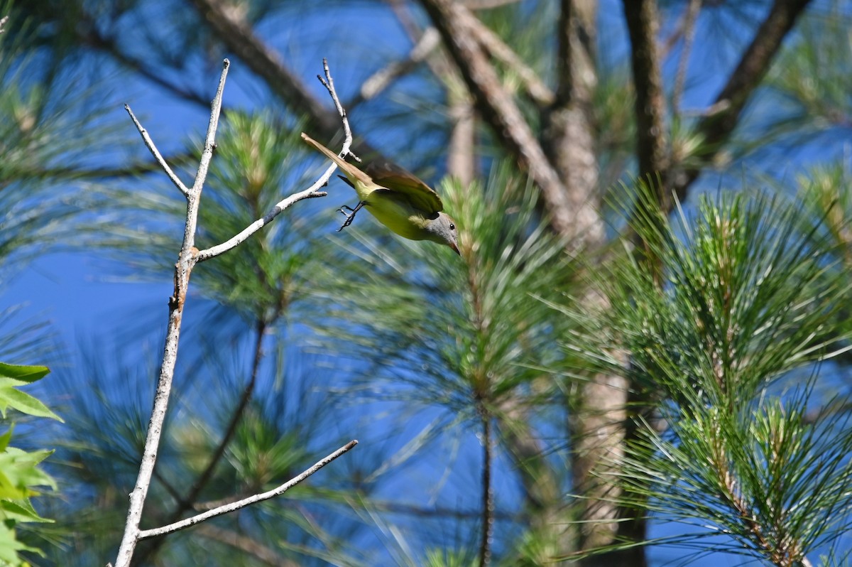 Great Crested Flycatcher - ML620273083