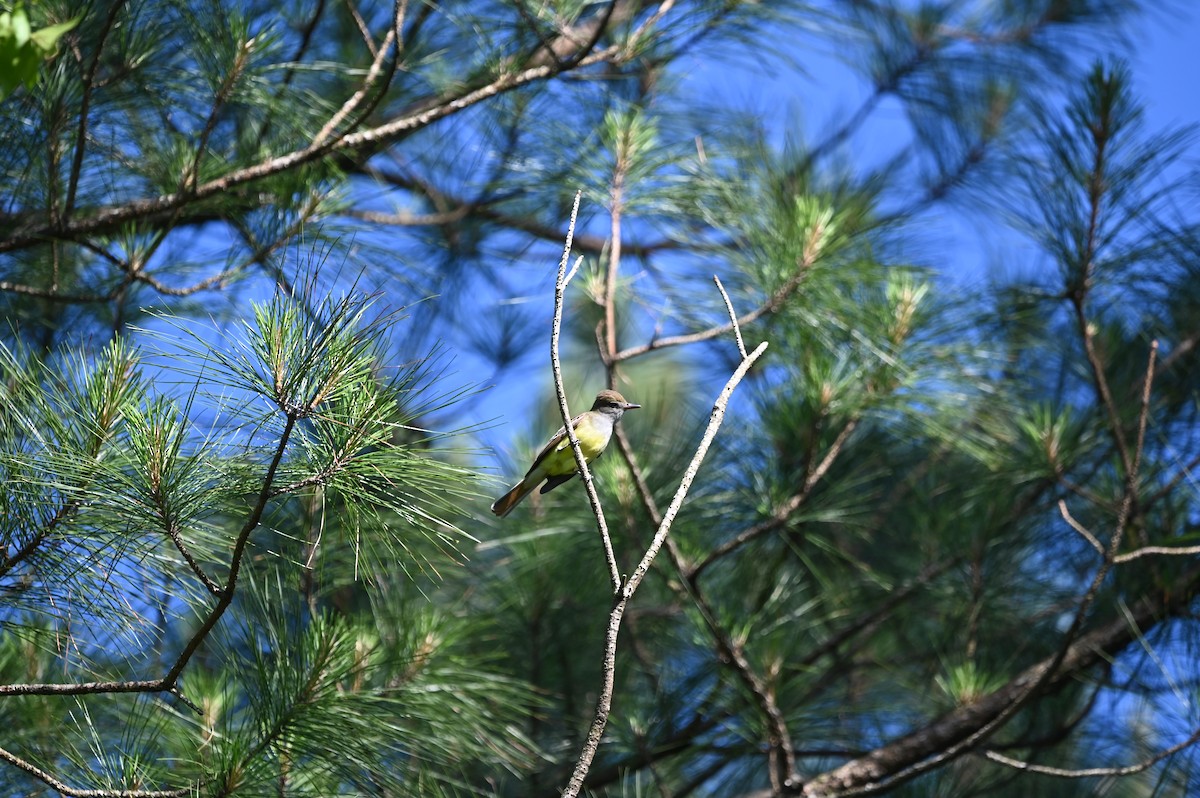 Great Crested Flycatcher - ML620273084