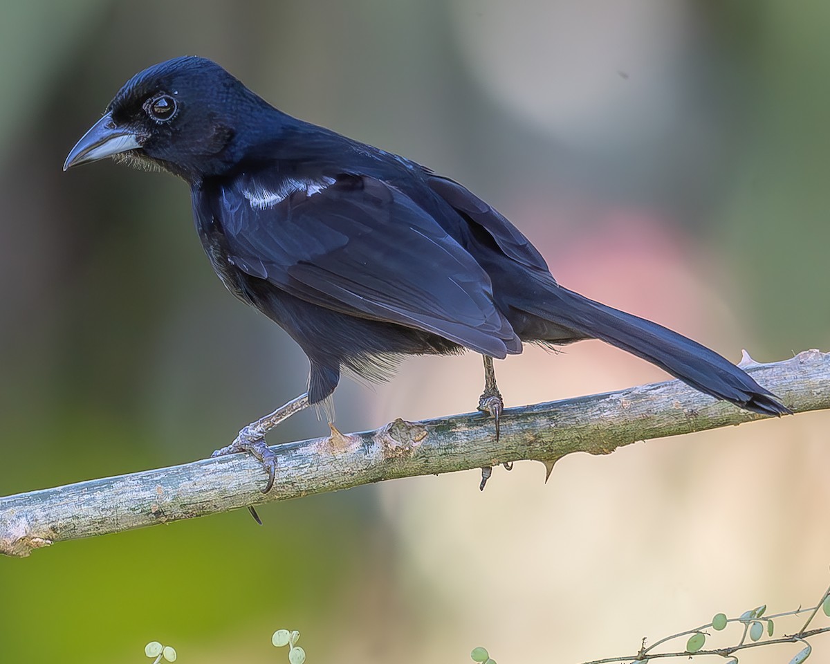 White-lined Tanager - ML620273094