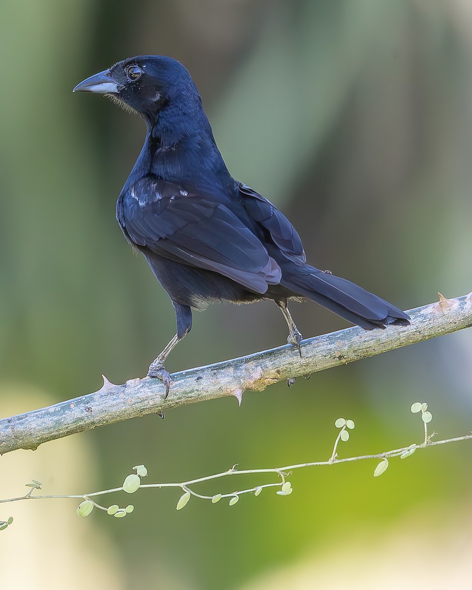 White-lined Tanager - ML620273096