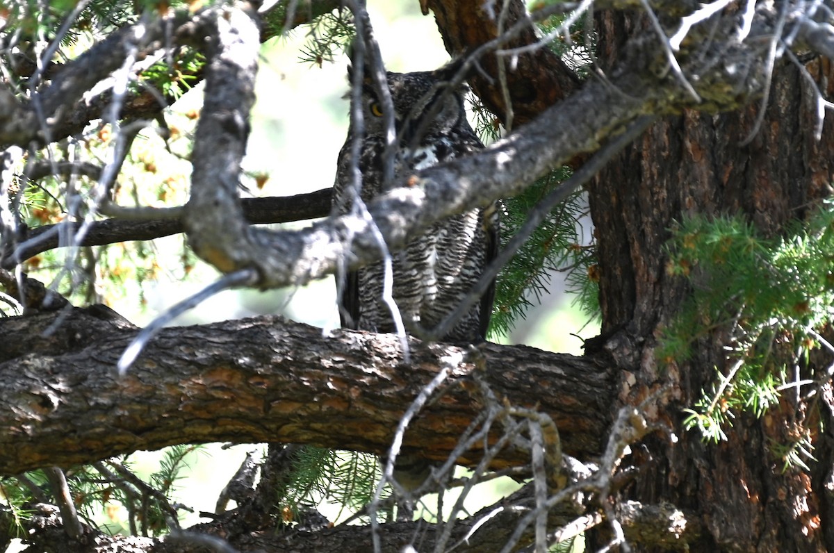 Great Horned Owl - ML620273098