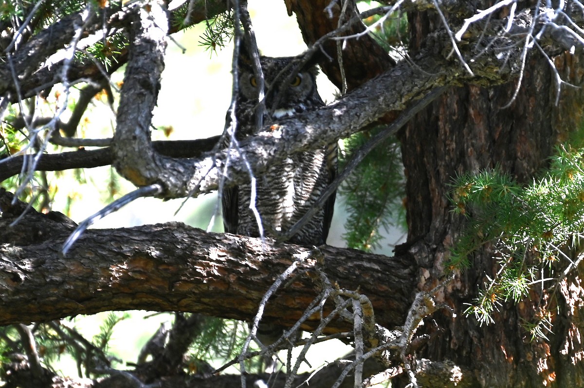 Great Horned Owl - ML620273100