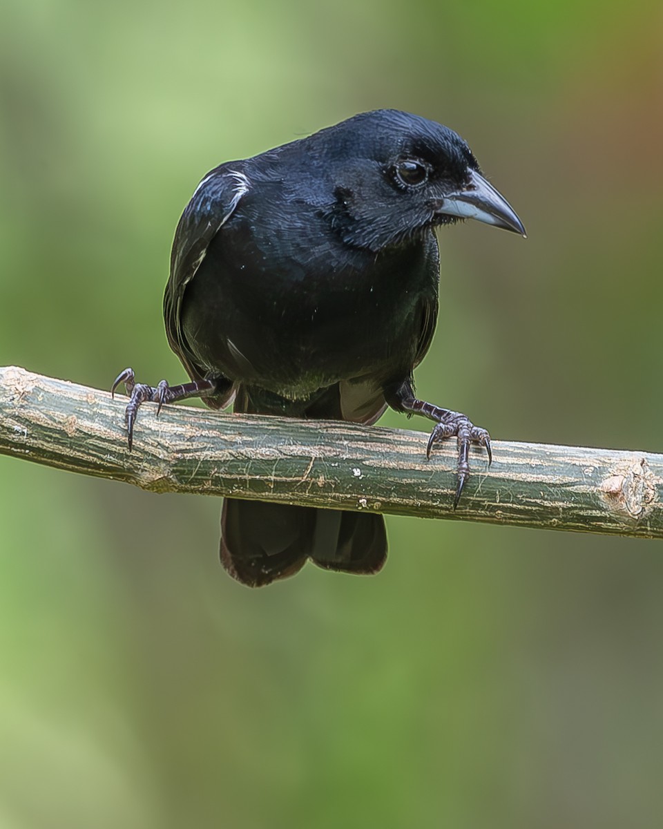 White-lined Tanager - ML620273102