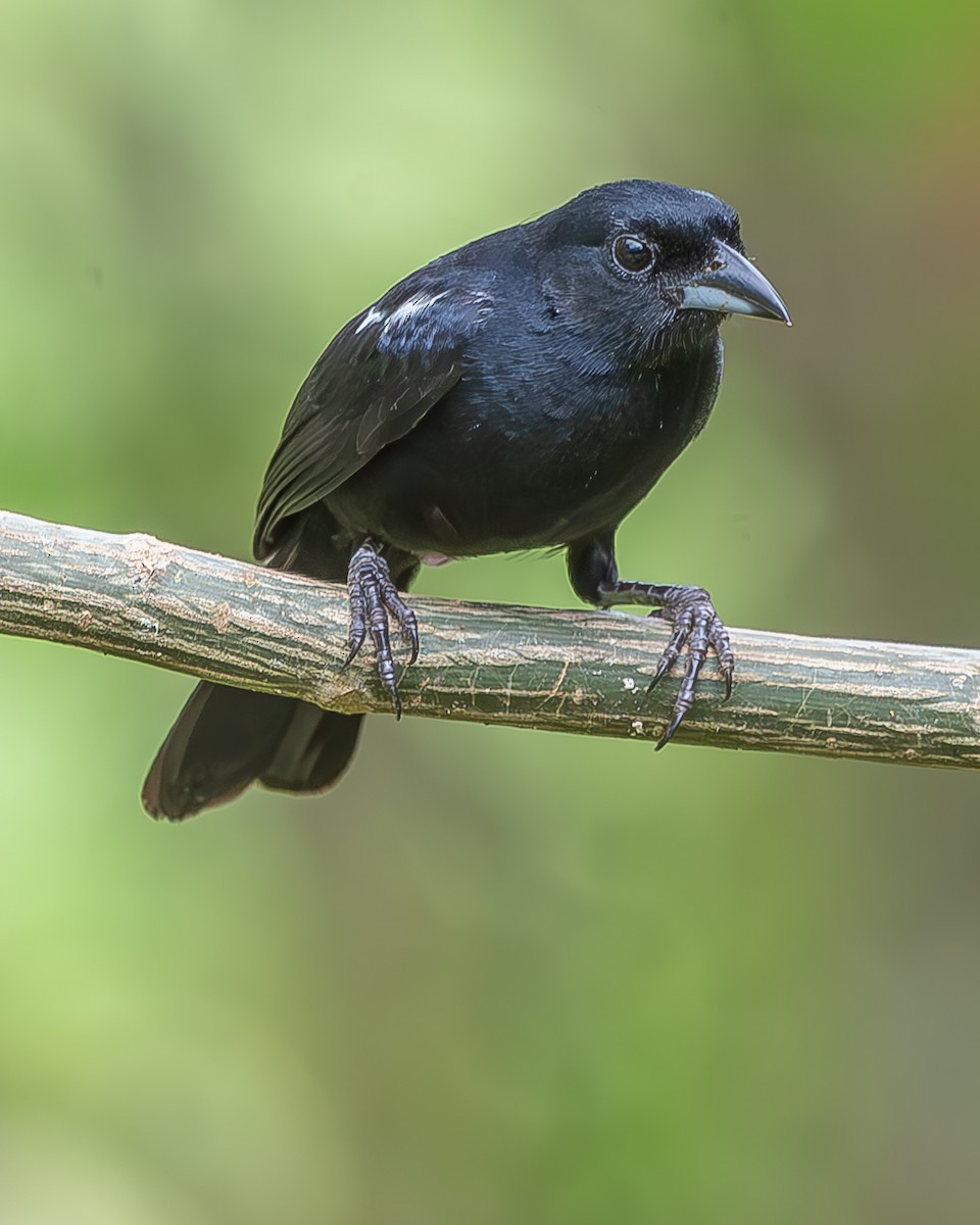White-lined Tanager - ML620273104