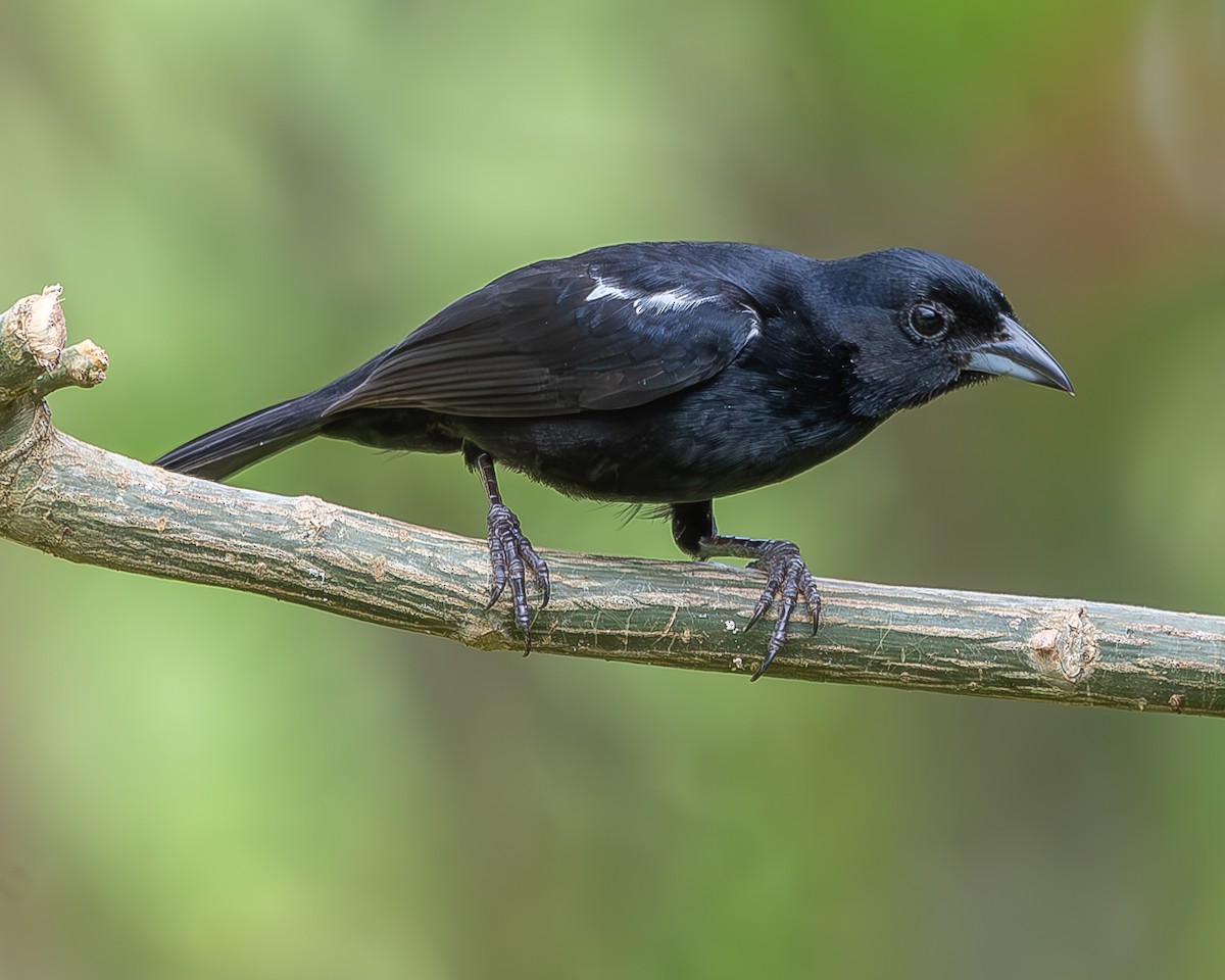 White-lined Tanager - ML620273105