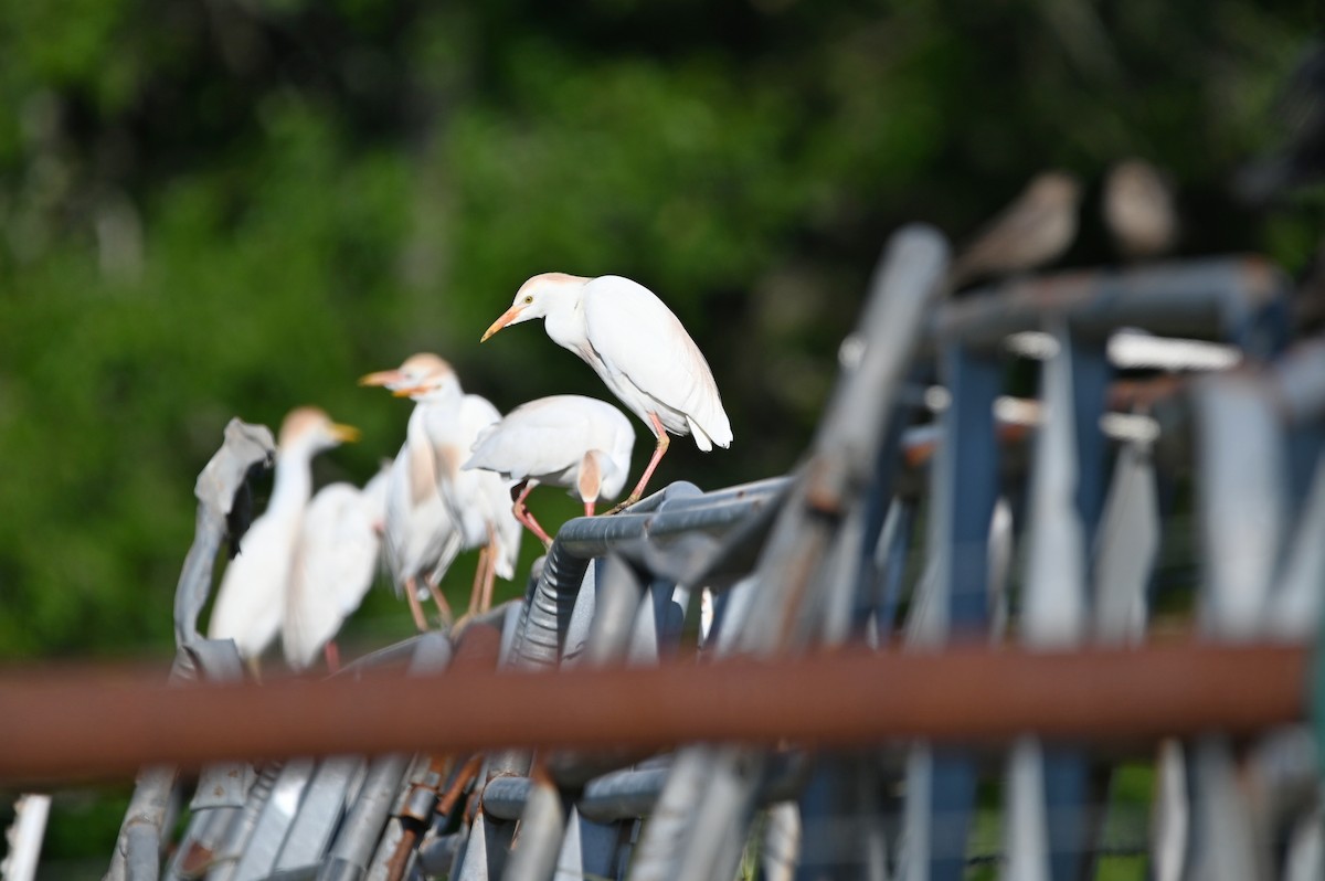 Western Cattle Egret - ML620273110