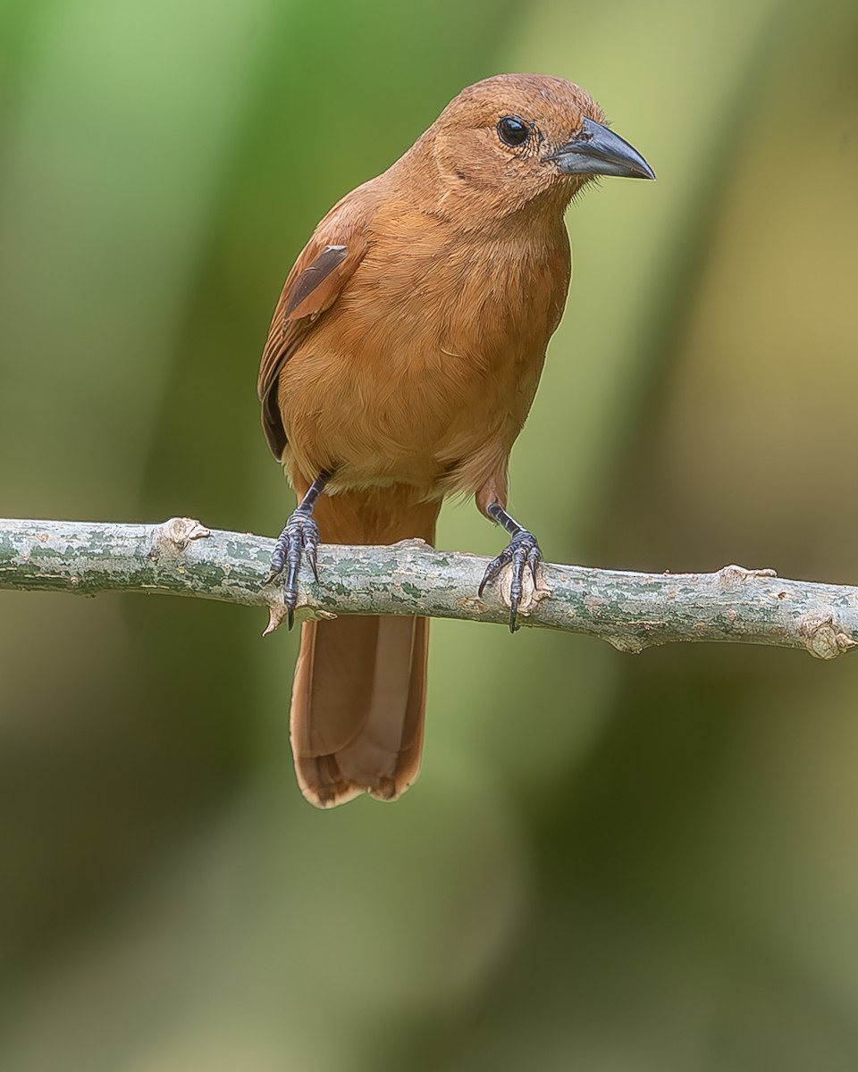 White-lined Tanager - ML620273118