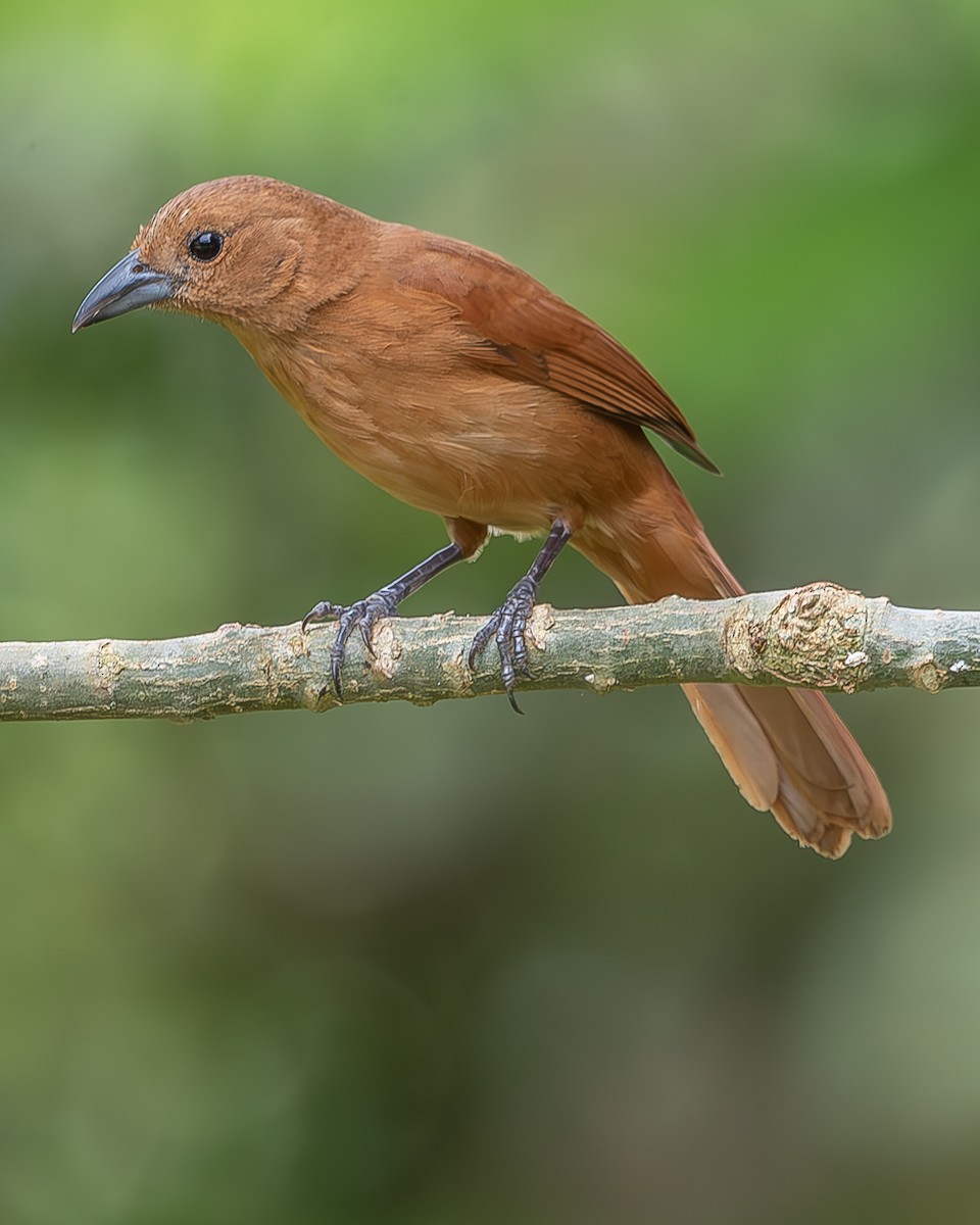 White-lined Tanager - ML620273119