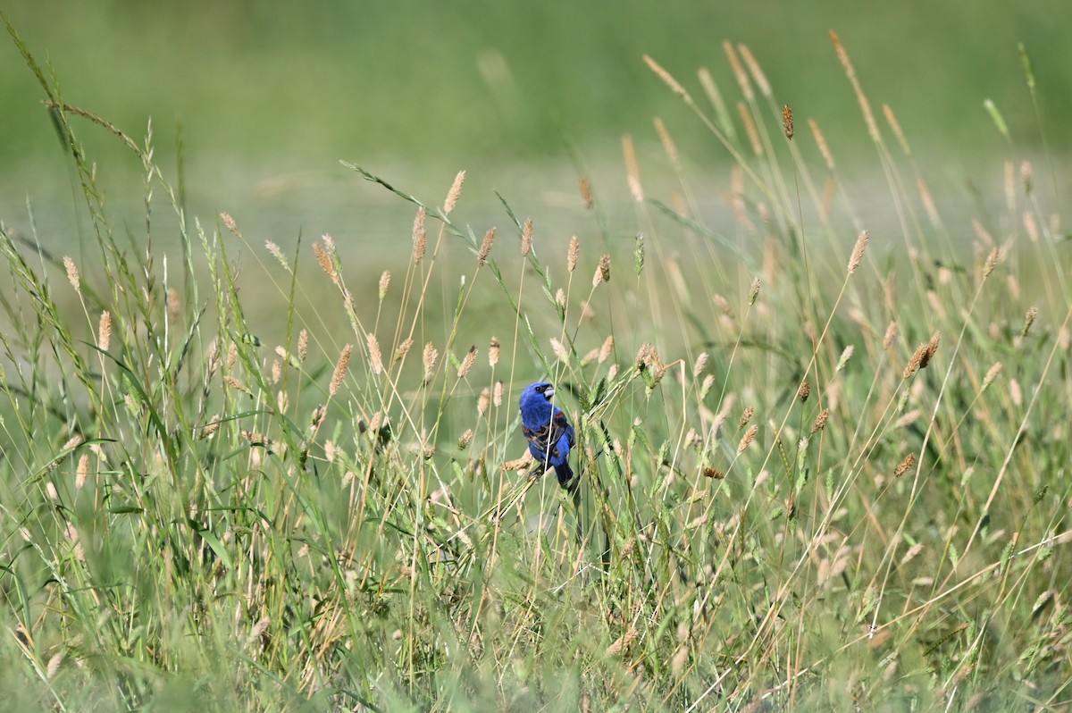 Blue Grosbeak - ML620273123