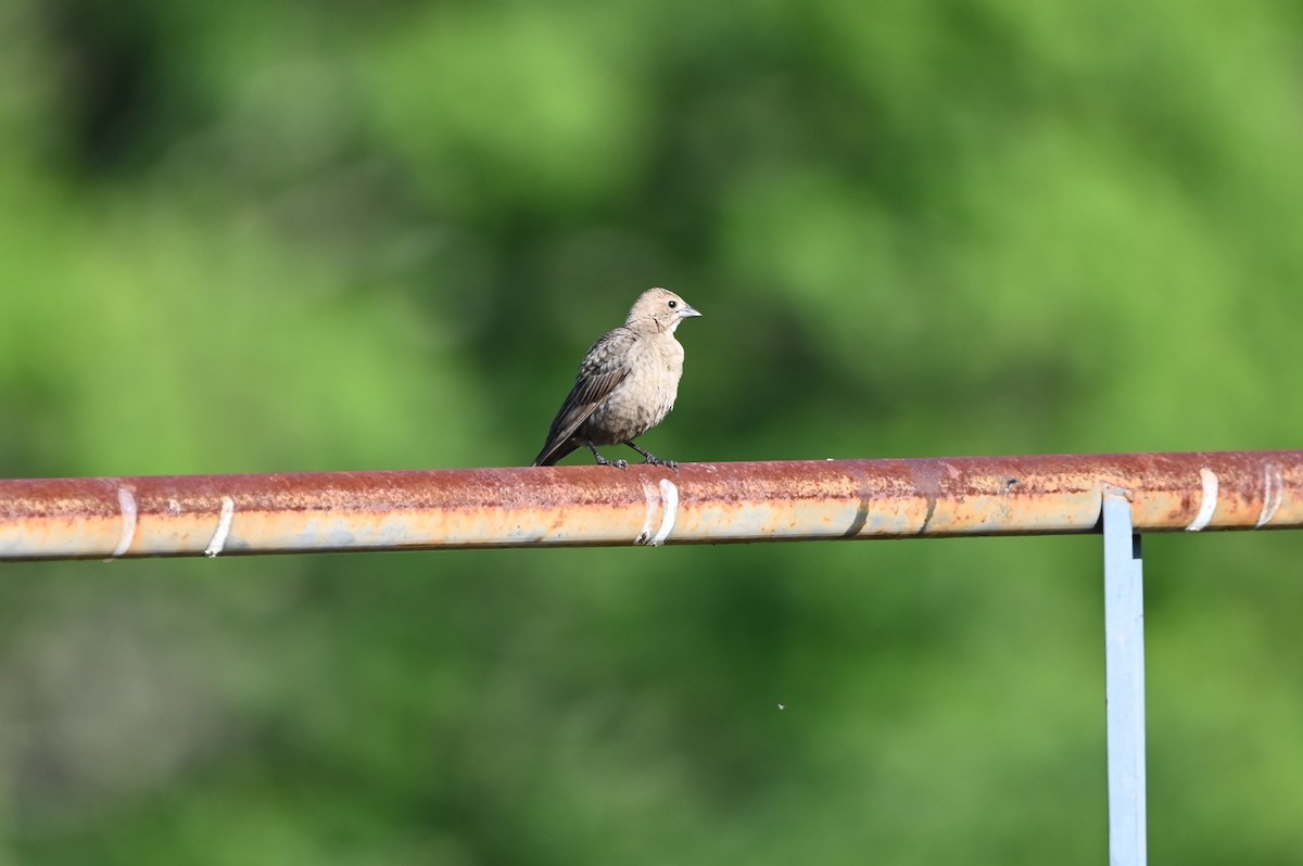 Brown-headed Cowbird - Jody Shugart