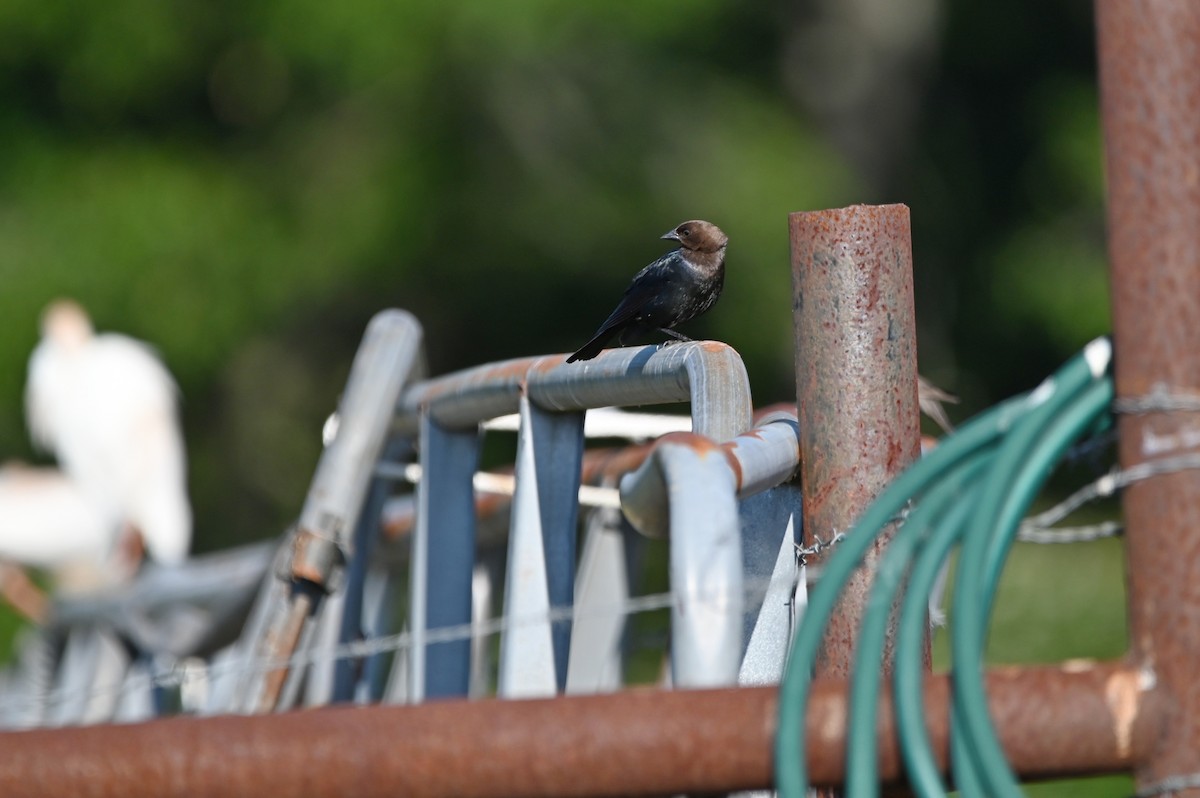 Brown-headed Cowbird - ML620273129