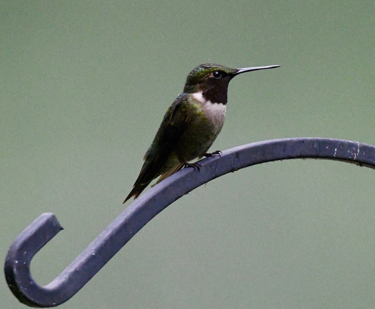 Colibri à gorge rubis - ML620273148