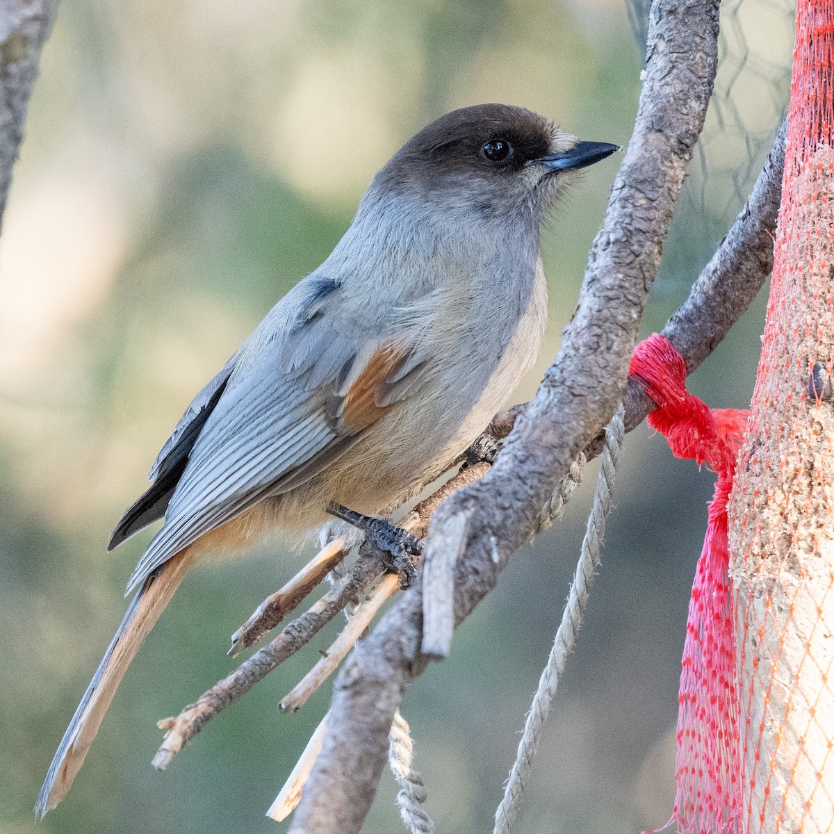 Siberian Jay - ML620273149