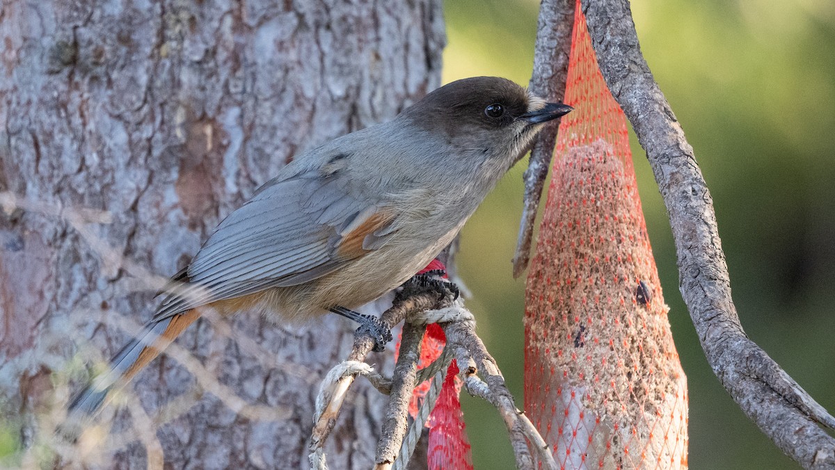 Siberian Jay - ML620273151