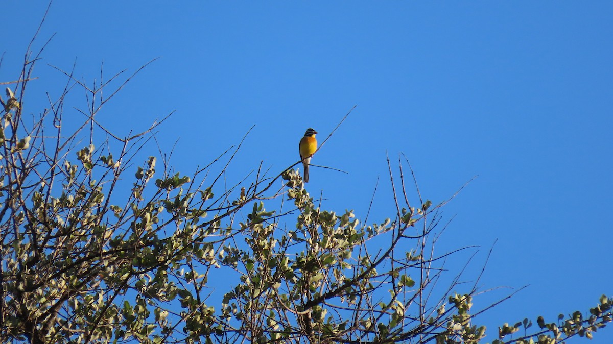 Golden-breasted Bunting - ML620273152