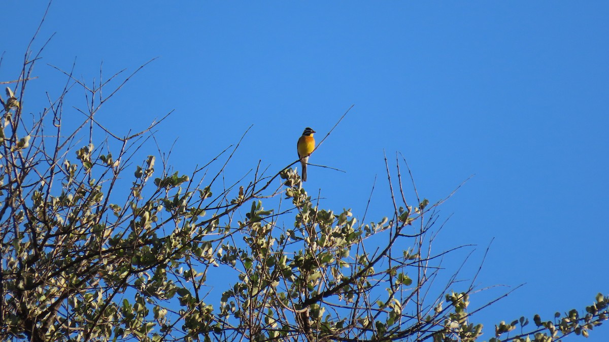 Bruant à poitrine dorée - ML620273152