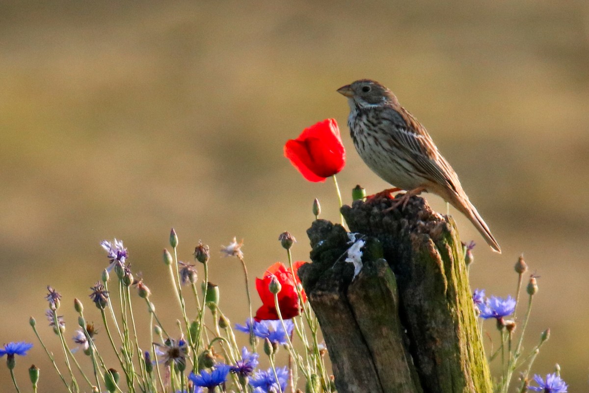 Corn Bunting - ML620273154