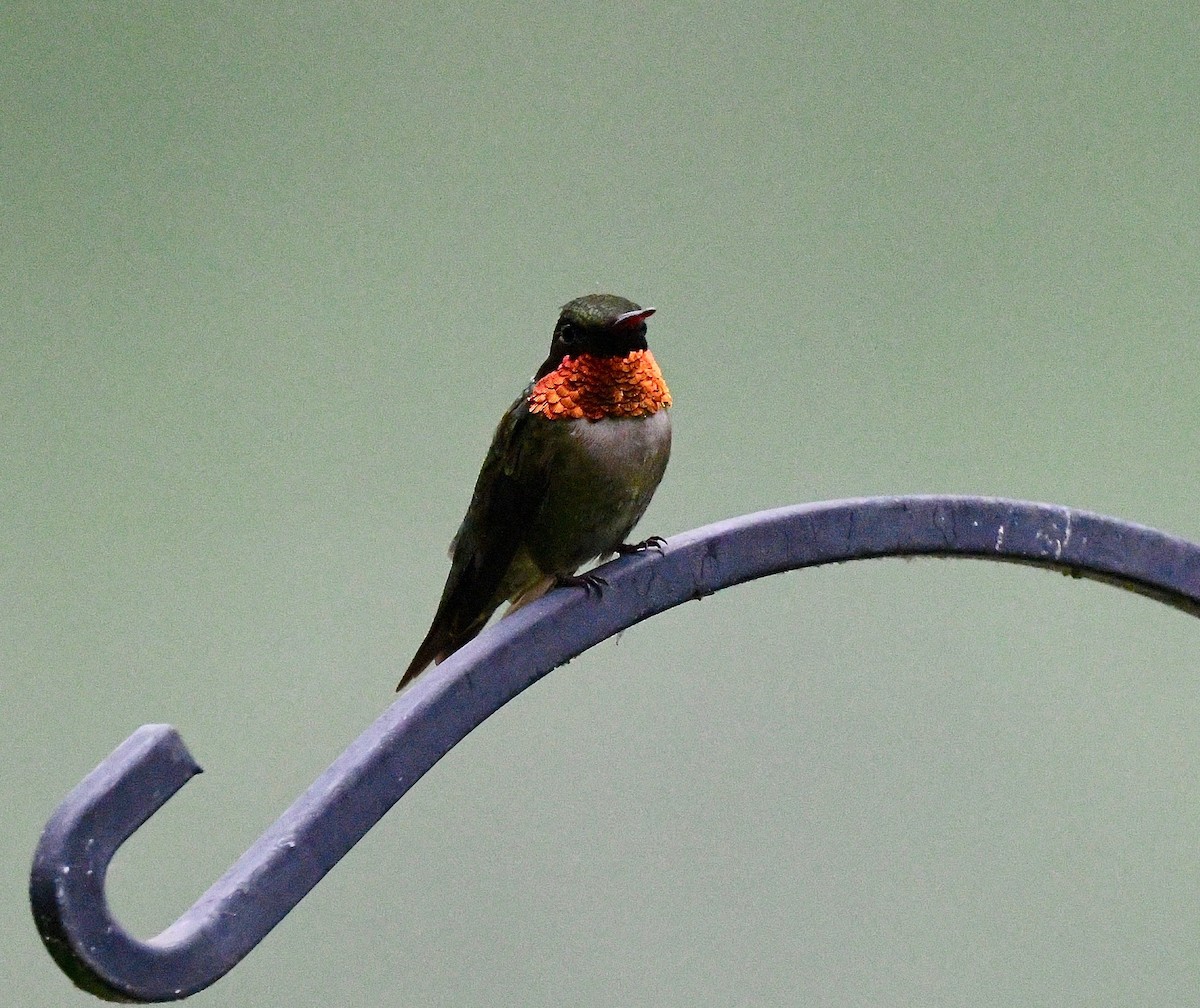 Colibri à gorge rubis - ML620273156